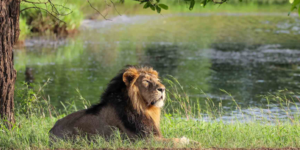 Gir-NationalPark